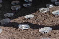 Mit den klingenden Muscheln geht Künstler Marco Barotti einerseits auf die Rolle dieser Lebewesen als Anzeiger von Umweltveränderungen ein. Anderseits deutet der Plastik, aus dem sie gefertigt sind, auf die Fähigkeit von Muscheln hin, Schadstoffe wie auch Mikroplastik aus dem Wasser zu filtern. (Bild: Lisa Jenny - 28. August 2019)