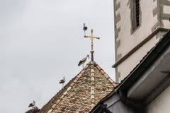 Störche mit Gottes Segen. (Bild: Daniel Bertsch)