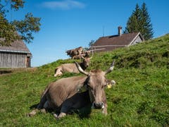 Die schönsten Hörner vom Appenzellerland, am schönsten Tag im September. (Bild: Luciano Pau)