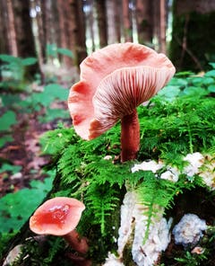 Herbststimmung bei Sitterdorf. (Bild: Reto Schlegel)