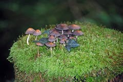 Der Herbst ist bereits in vollem Gange und bringt einige tolle Momente zum Vorschein. Pilze im Farnenwald bei Abtwil. (Bild: Edith Schmid)