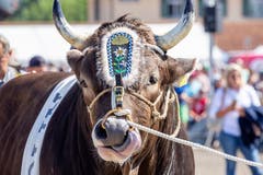 Esaf-Siegerstier Kolin war die Hauptattraktion des diesjährigen Zuger Stierenmarktes. (Bild: Jan Pegoraro, Zug, 4. September 2019)