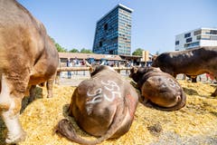 Am Zuger Stierenmarkt trifft Tradition auf Innovation. (Bild: Jan Pegoraro, Zug, 4. September 2019)
