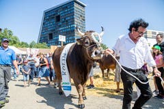 Esaf-Siegerstier Kolin war die Hauptattraktion des diesjährigen Zuger Stierenmarktes. (Bild: Jan Pegoraro, Zug, 4. September 2019)