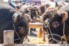 Und über die Stiere wurde fleissig gefachsimpelt. (Bild: Jan Pegoraro, Zug, 4. September 2019)