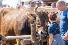 Die Stiere begeisterten Gross und Klein. (Bild: Jan Pegoraro, Zug, 3. September 2019)