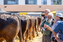 Und über die Stiere wurde fleissig gefachsimpelt. (Bild: Jan Pegoraro, Zug, 4. September 2019)