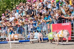 Neben den Stieren und dem hohen Besuch begeisterte auch das Säulirennen. (Bild: Jan Pegoraro, Zug, 4. September 2019)