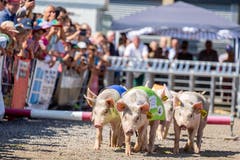 Neben den Stieren und dem hohen Besuch begeisterte auch das Säulirennen. (Bild: Jan Pegoraro, Zug, 4. September 2019)
