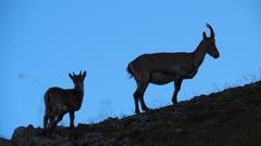 Eine Gämse und ihr Junges – Beobachtet an der Steinbock-Safari auf dem Pilatus. (Bild: Franz Stalder, 22. August 2019)
