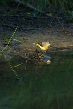 Spiegelbild einer Gebirgsstelze am Unterbachweiher in Trogen. (Bild: Hans Aeschlimann)
