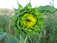 Schon vor der Blüte ein imposantes Kunstwerk. Sonnenblume im Kemmental. (Bild: Astrid Holenstein)