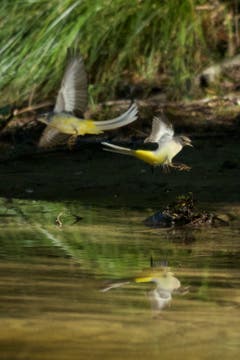 Zwei Gebirgsstelzen am Unterbachweiher in Trogen. (Bild: Hans Aeschlimann)