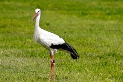Wer ist der Schönste im ganzen Land? Storch im Bannriet Altstätten.(Bild: Ruedi Dörig)
