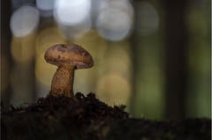 Ein Steinpilz in der Abendsonne im Wald oberhalb Engelburg. (Bild: Ueli Bächtold)