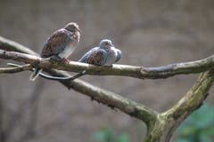 Impressionen von der Vogelwarte in Sempach. (Bild: Pius Amrein, Sempach, 7. September 2019)
