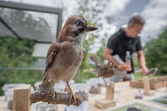 Impressionen von der Vogelwarte in Sempach. (Bild: Pius Amrein, Sempach, 7. September 2019)