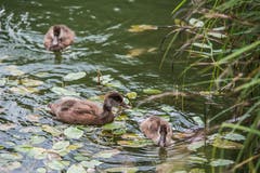 Impressionen von der Vogelwarte in Sempach. (Bild: Pius Amrein, Sempach, 7. September 2019)