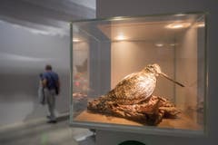 Impressionen von der Vogelwarte in Sempach. (Bild: Pius Amrein, Sempach, 7. September 2019)