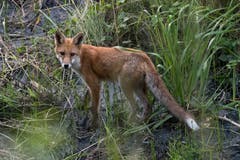 Fuchs auf seinem Abendrundgang. (Bild: Edgar Huber)