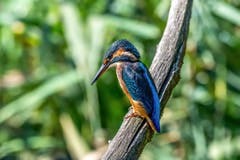 Eisvogeldame auf ihrem Ansitz. (Bild: Edgar Huber)