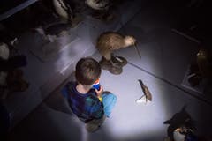 Museumsnacht im Naturmuseum. (Bild: Benjamin Manser)