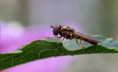 Eine Schwebefliege auf einem Hibiskusstrauch bei Oberandwil. (Bild: Thomas Ammann)