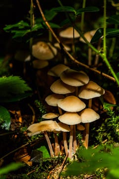 Eine Gruppe kleiner Pilze auf dem Waldboden bei Rehetobel. (Bild: Matthias Rozinek)