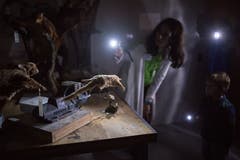 Museumsnacht im Naturmuseum. (Bild: Benjamin Manser)