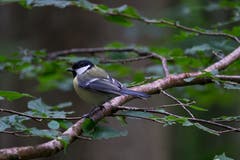 Eine von etlichen Kohlmeisen im Wisenwald. (Bild: Franz Häusler)
