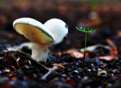 Ein dem Fotografen nicht bekannter weisser Pilz neben einem Tannenkeimling. (Bild: Thomas Ammann)