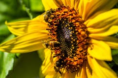 Einige Bienen haben sich auf einer Sonnenblume bei Rehetobel versammelt. (Bild: Matthias Rozinek)