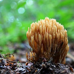 Eine Steife Koralle bei Oberandwil. Dieser Pilz gehört zur Gattung der Korallenpilze. (Bild: Thomas Ammann)