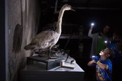 Museumsnacht im Naturmuseum. (Bild: Benjamin Manser)