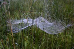 Spinngewebe in einer Wiese bei Montlingen. (Bild: Toni Sieber)