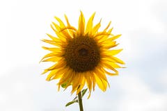 "Girasole" bei Herisau. (Bild: Luciano Pau)