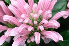 Die Blüte der Justicia Carnea, fotografiert im Botanischen Garten in St. Gallen an einem regnerischen Sonntag. (Bild: Dominic Knechtli)