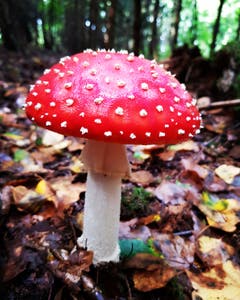 Perfekter Fliegenpilz in einer Waldlichtung bei Sitterdorf. (Bild: Reto Schlegel)