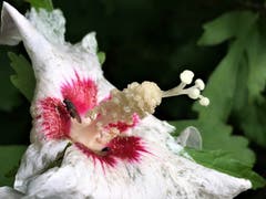 Hibiskusblüte mit Besucherinnen in Montlingen. (Bild: Toni Sieber)