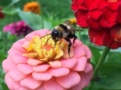 Hummeln lieben Dahlien. (Bild: Toni Sieber)