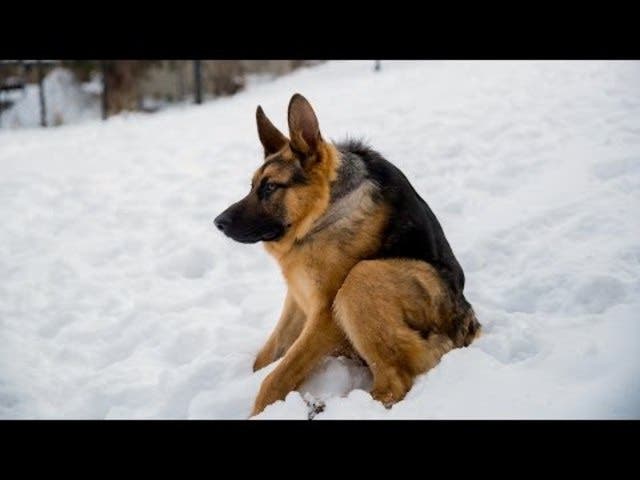 Tier-Schicksal - Findelhund ein Schäferhund – nur kürzer