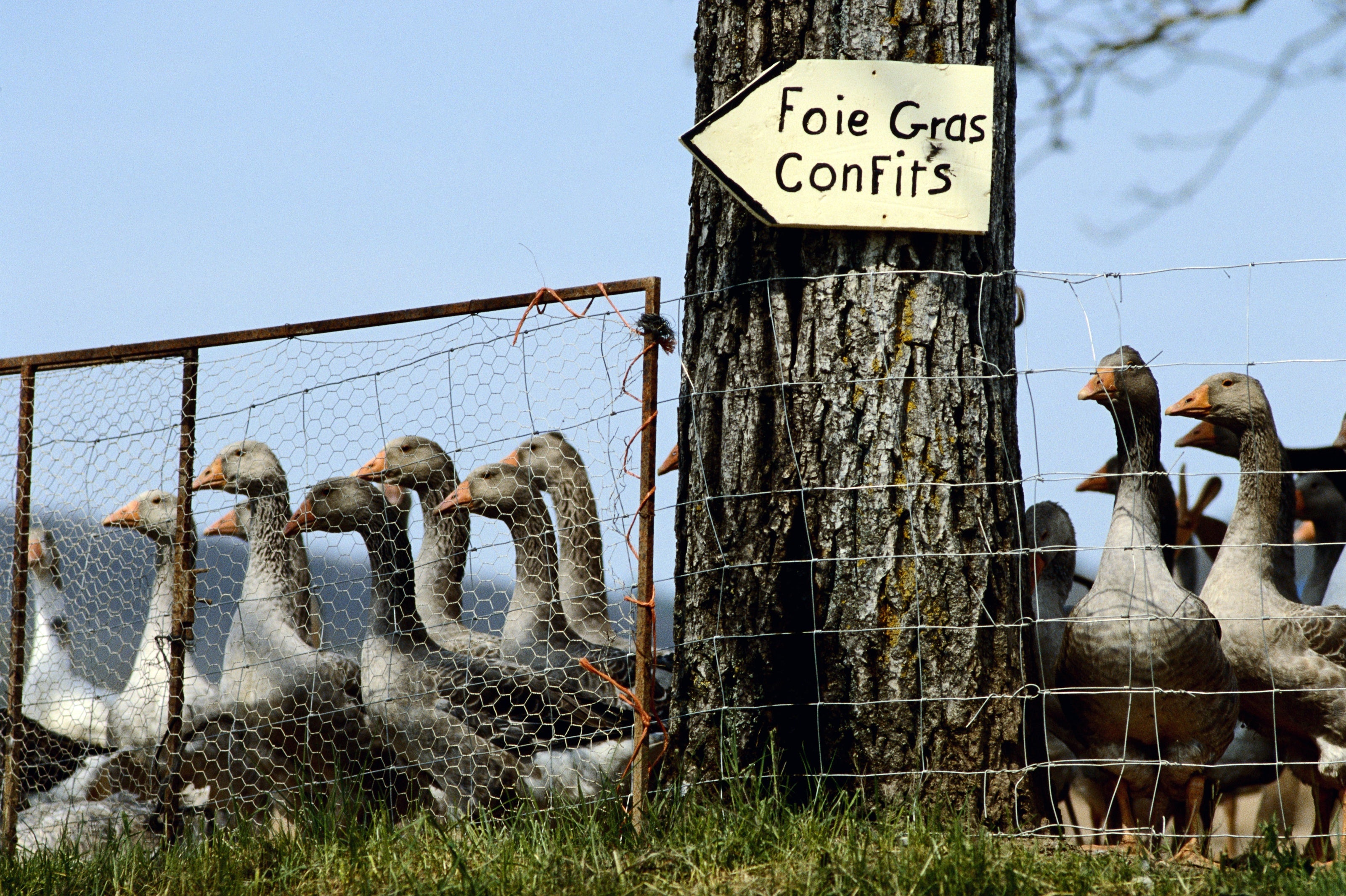 Frankreich Aufruhr Im Stammland Der Foie Gras Warum Der Stopfleber Markt Derzeit Verrucktspielt