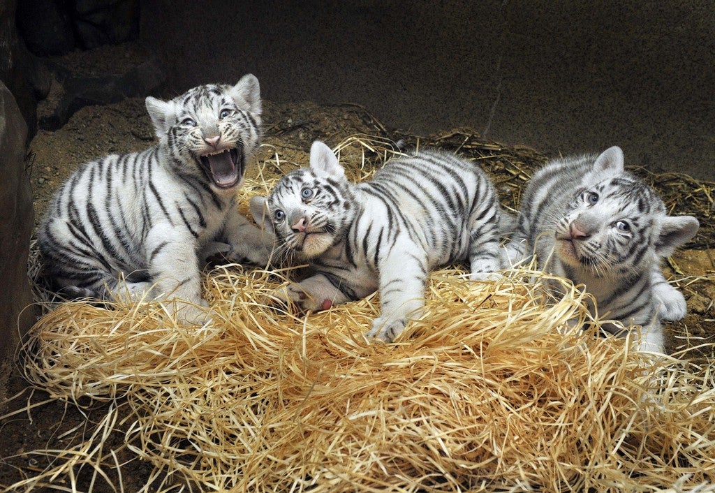 Sensation Drei Susse Weisse Tiger Zeigen Sich Endlich Der Offentlichkeit